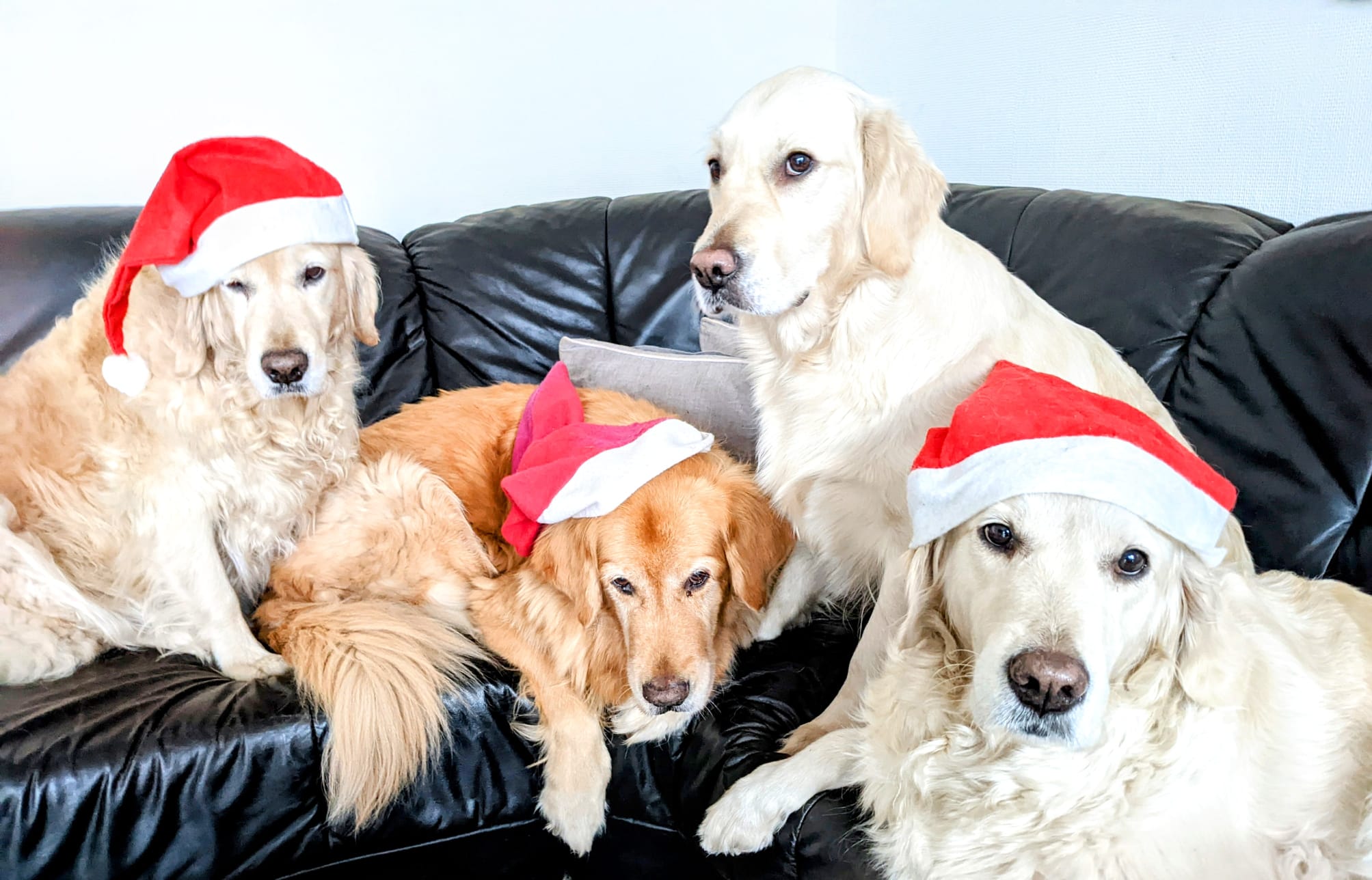 Golden-Retriever-Bremen
