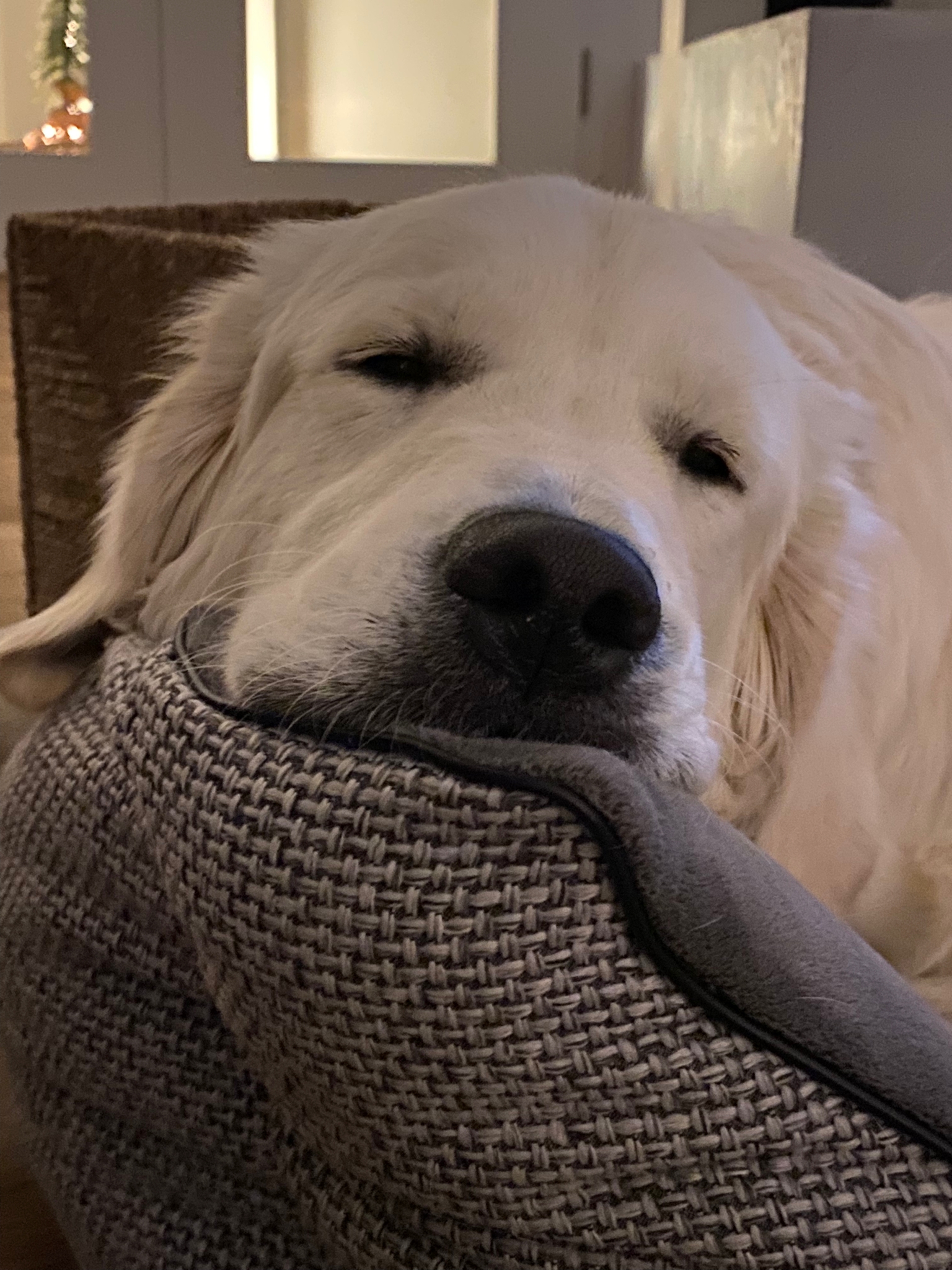 Golden-Retriever-Bremen