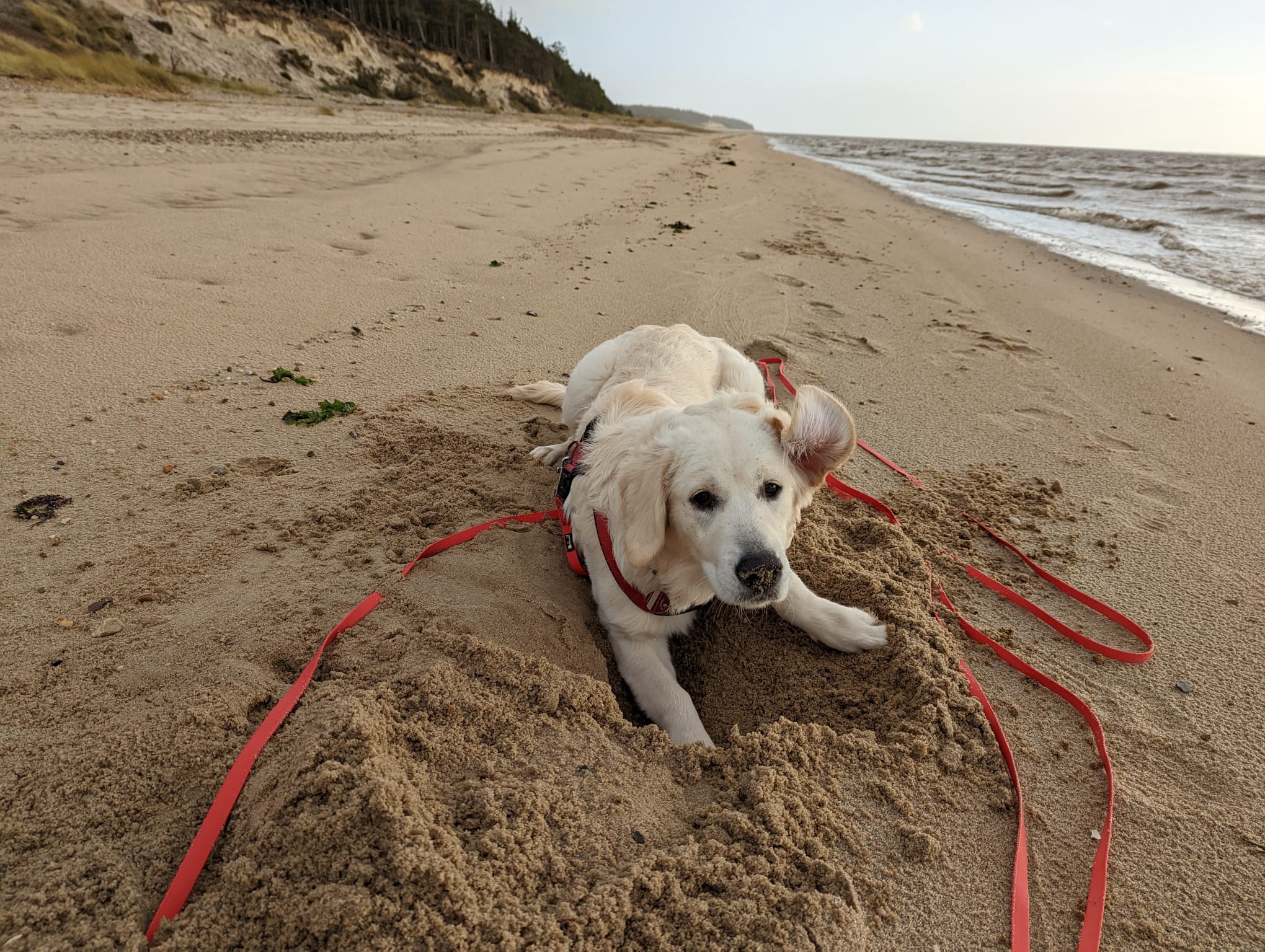 Golden-Retriever-Bremen