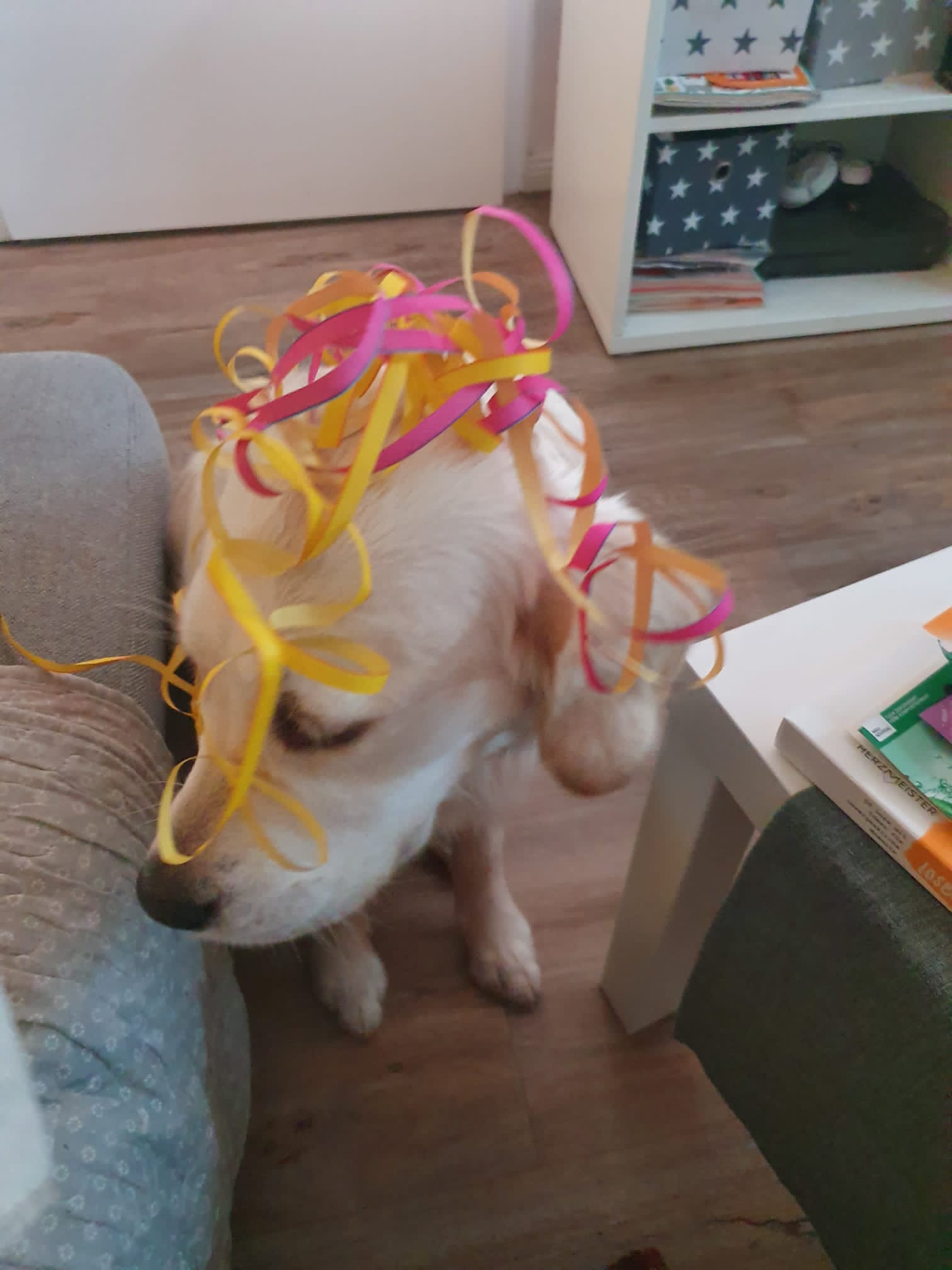 Golden-Retriever-Bremen