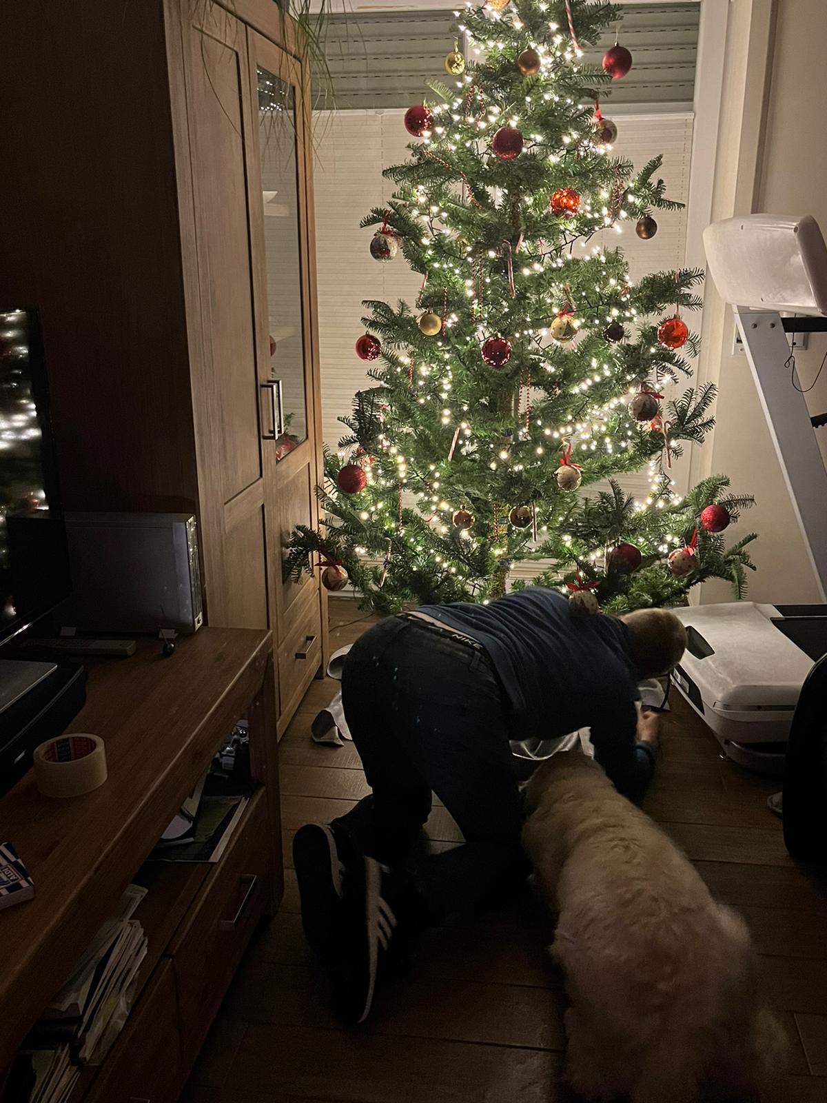 Golden-Retriever-Bremen