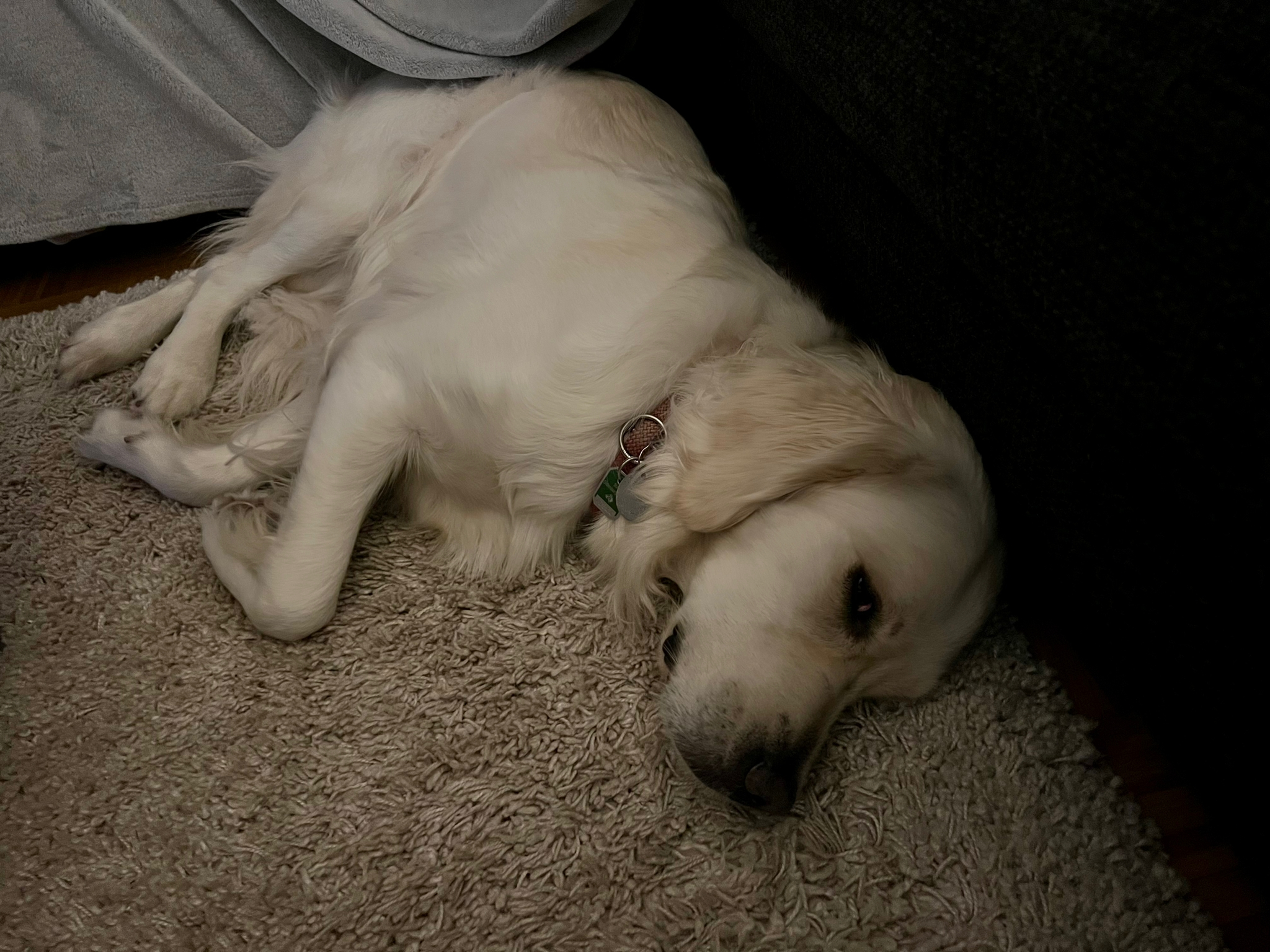 Golden-Retriever-Bremen