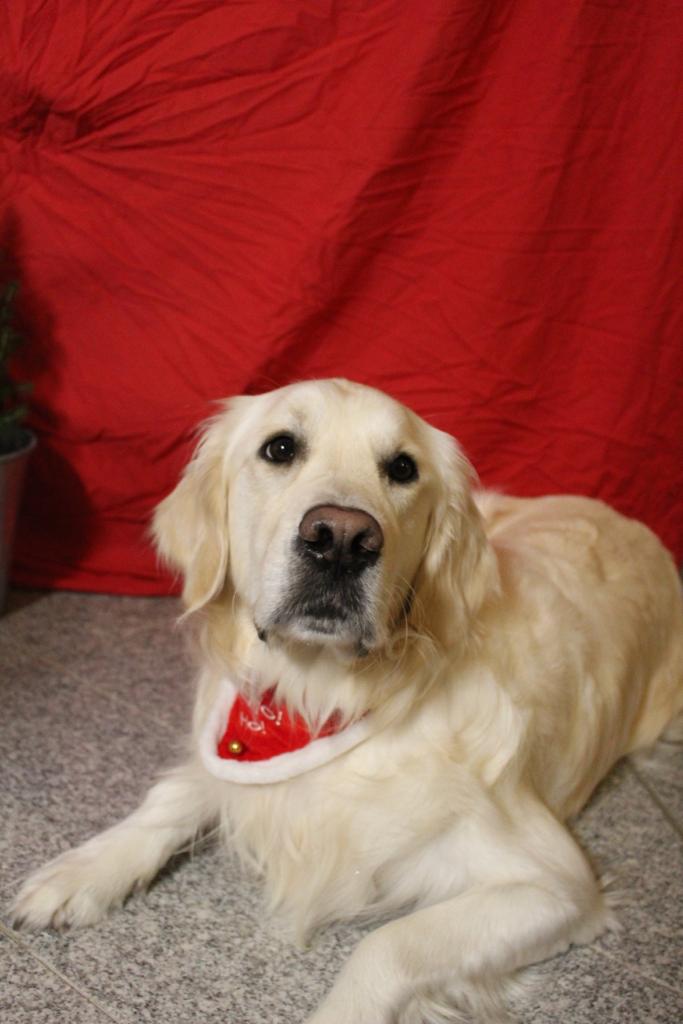 Golden-Retriever-Bremen