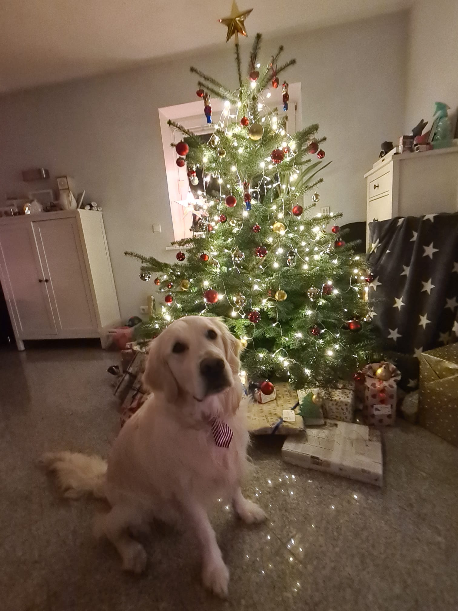 Golden-Retriever-Bremen