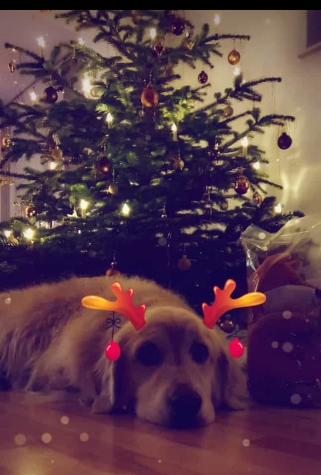 Golden-Retriever-Bremen