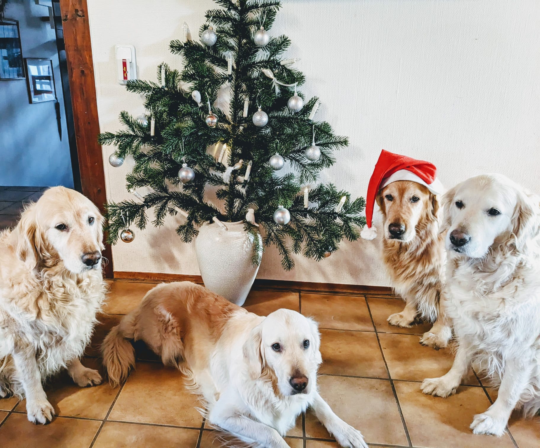 Golden-Retriever-Bremen