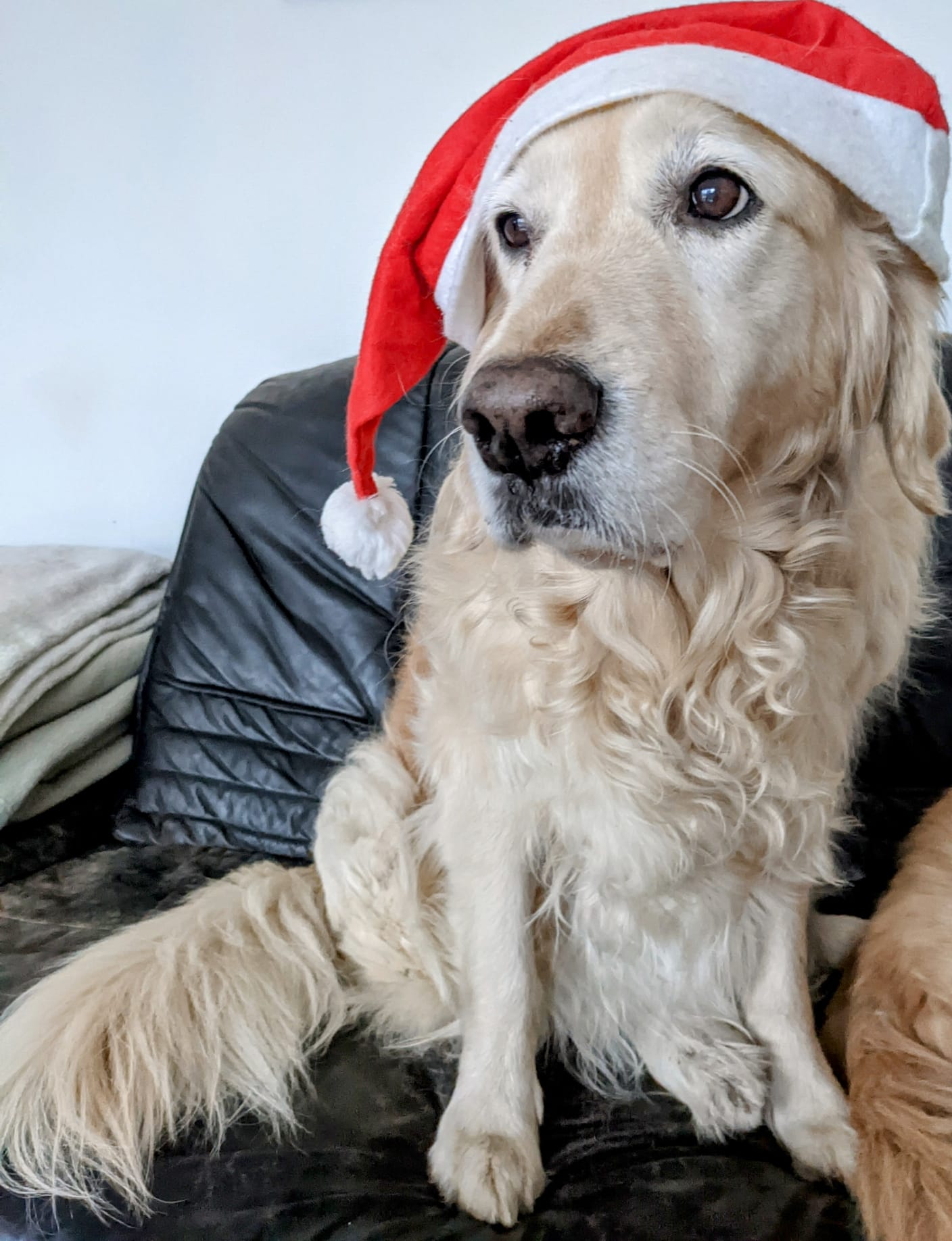 Golden-Retriever-Bremen