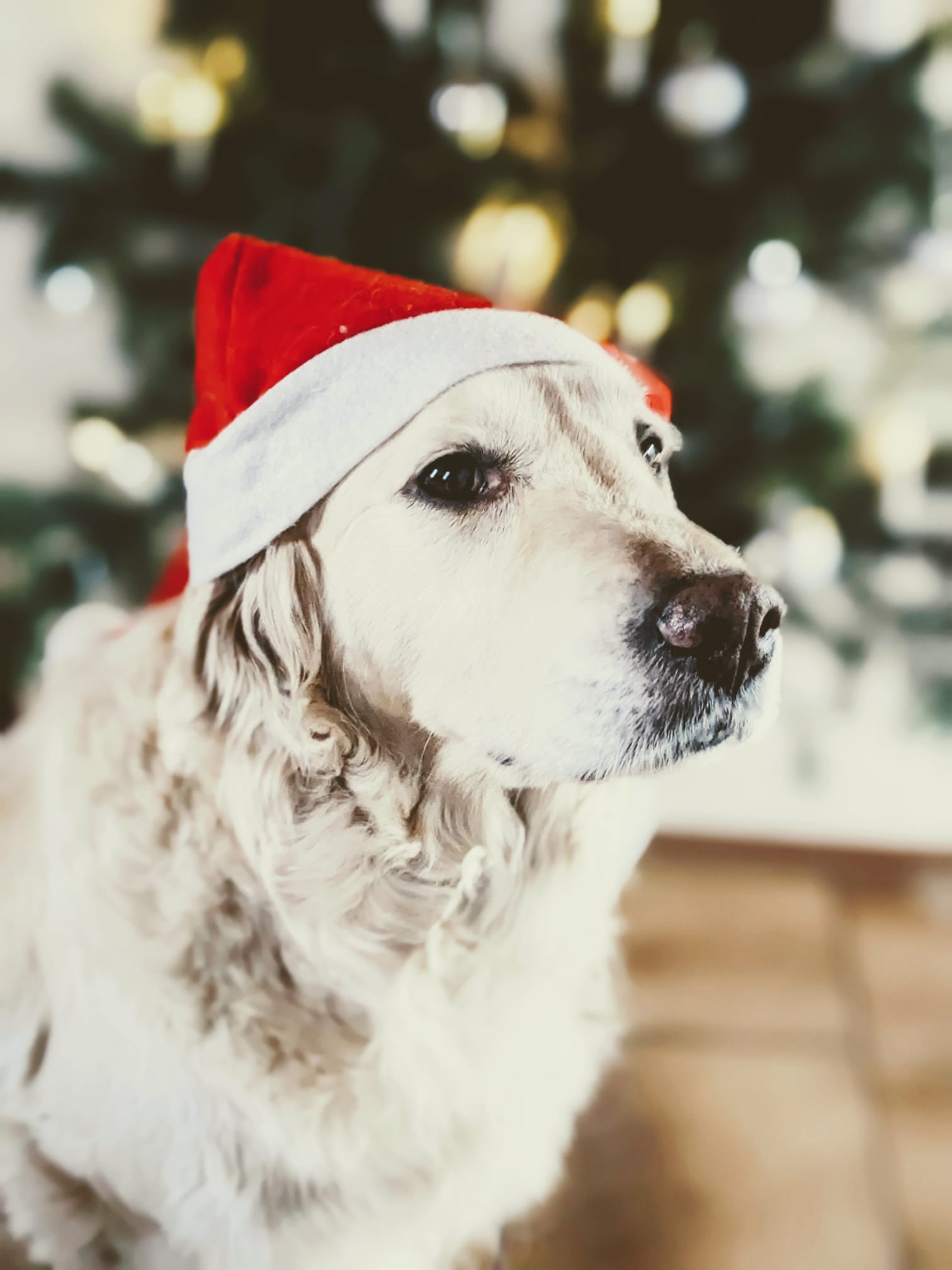 Golden-Retriever-Bremen