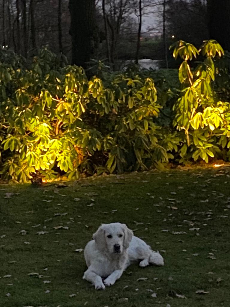 Golden-Retriever-Bremen
