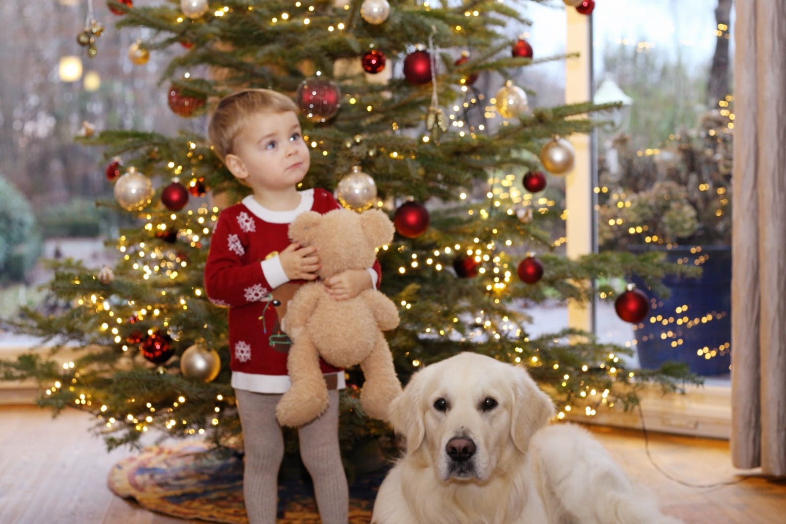 Golden-Retriever-Bremen
