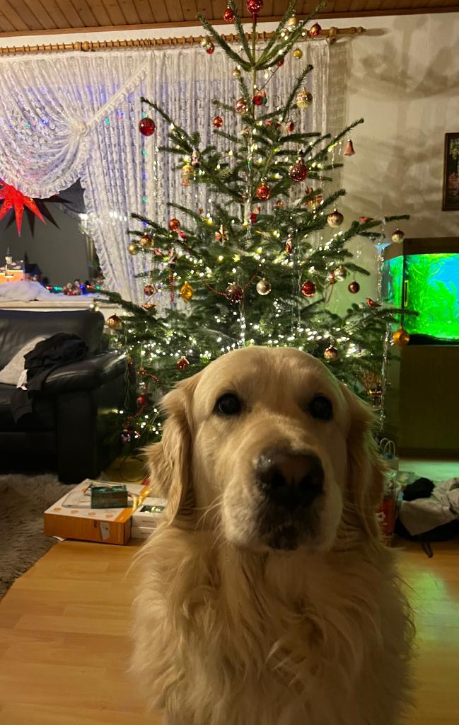 Golden-Retriever-Bremen