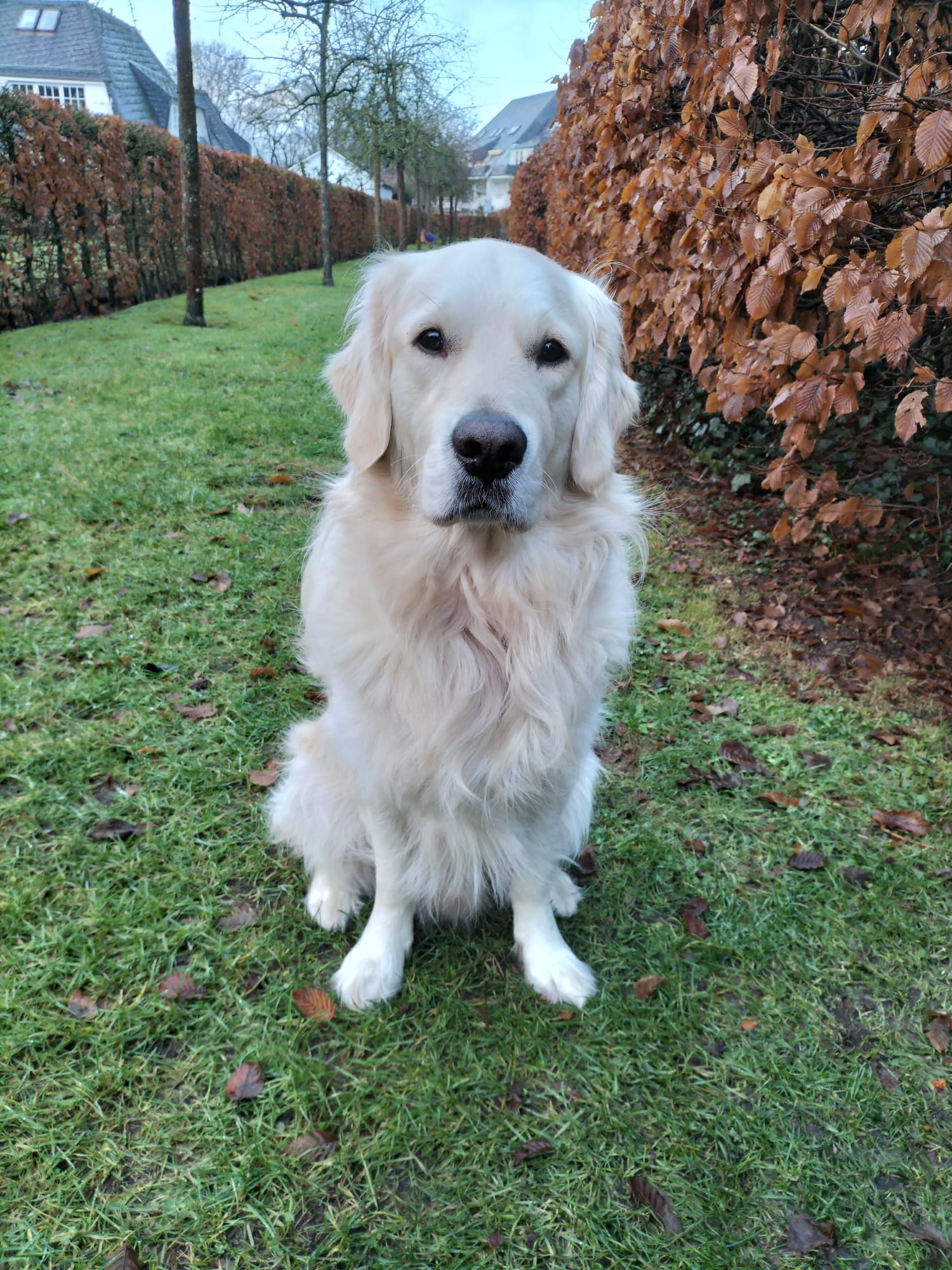 Golden-Retriever-Bremen