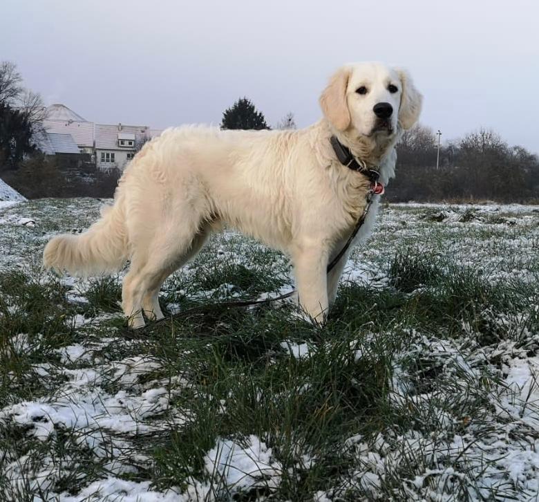Golden-Retriever-Bremen
