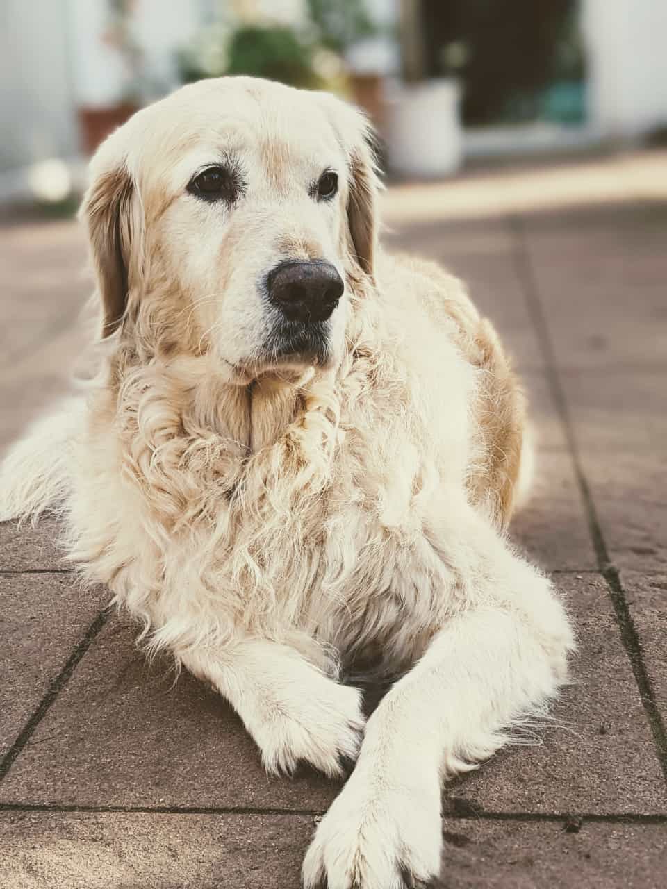 Golden-Retriever-Bremen