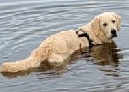 Golden-Retriever-Bremen