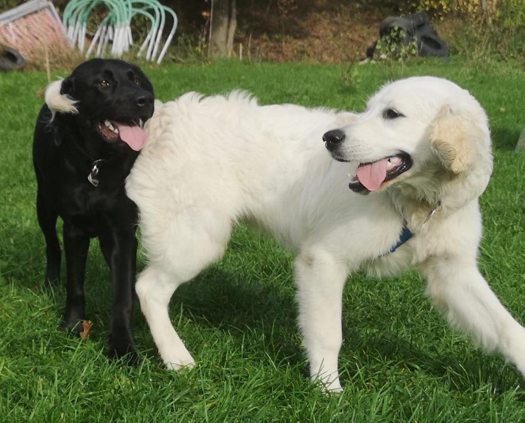 Golden-Retriever-Bremen