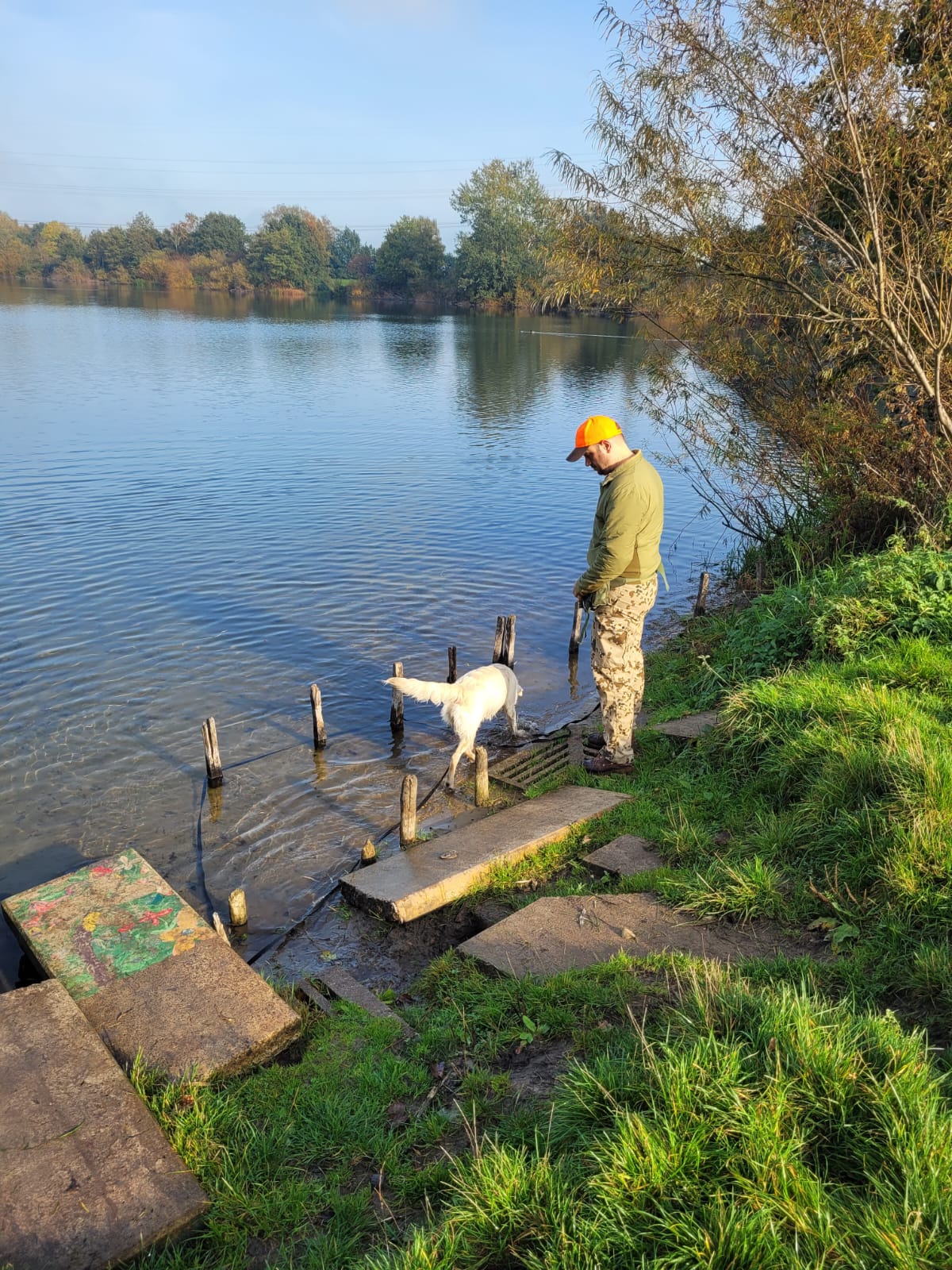 Golden-Retriever-Bremen