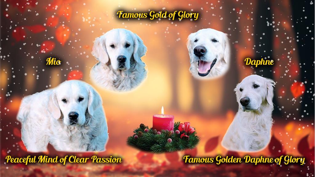 Golden-Retriever-Bremen