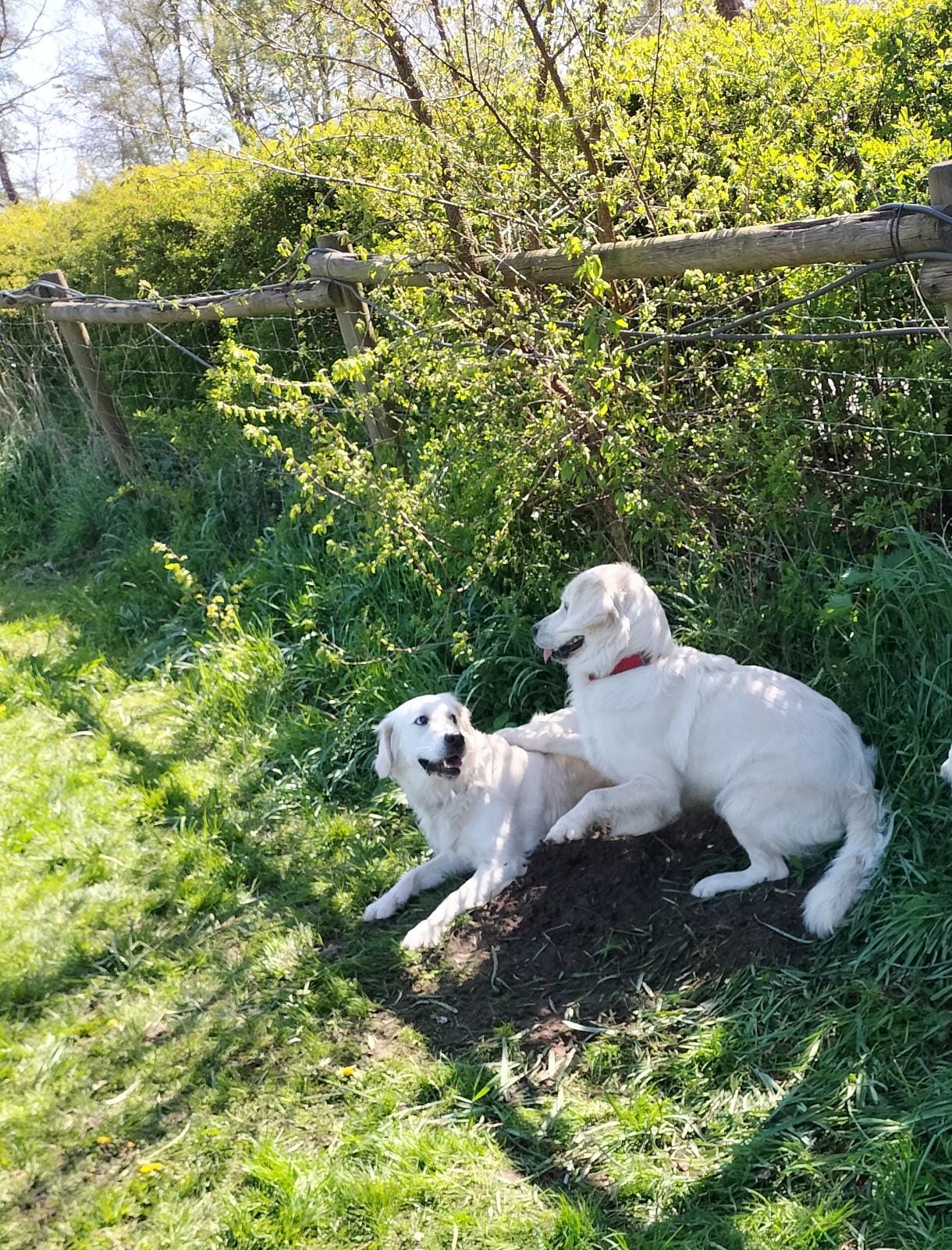 Golden-Retriever-Bremen