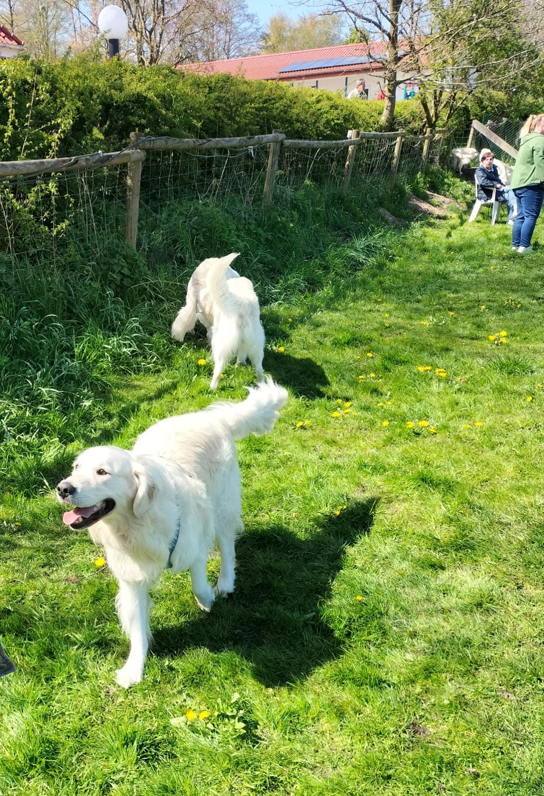 Golden-Retriever-Bremen