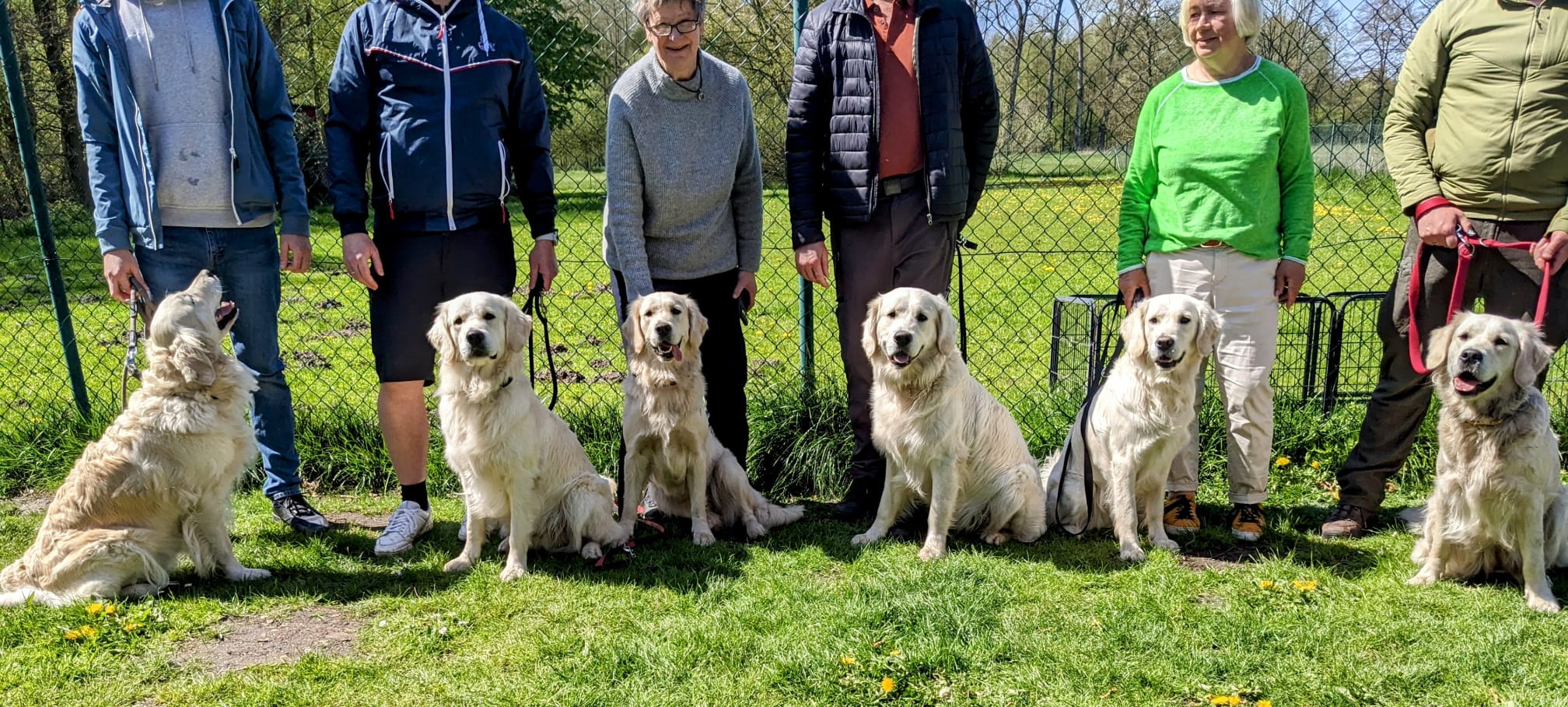 Golden-Retriever-Bremen