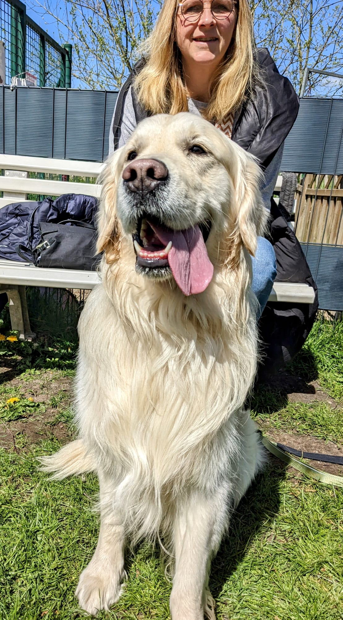 Golden-Retriever-Bremen