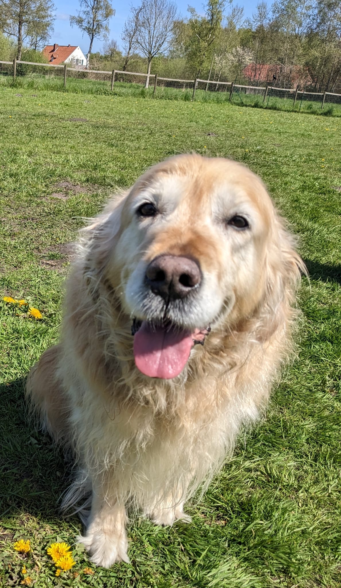 Golden-Retriever-Bremen