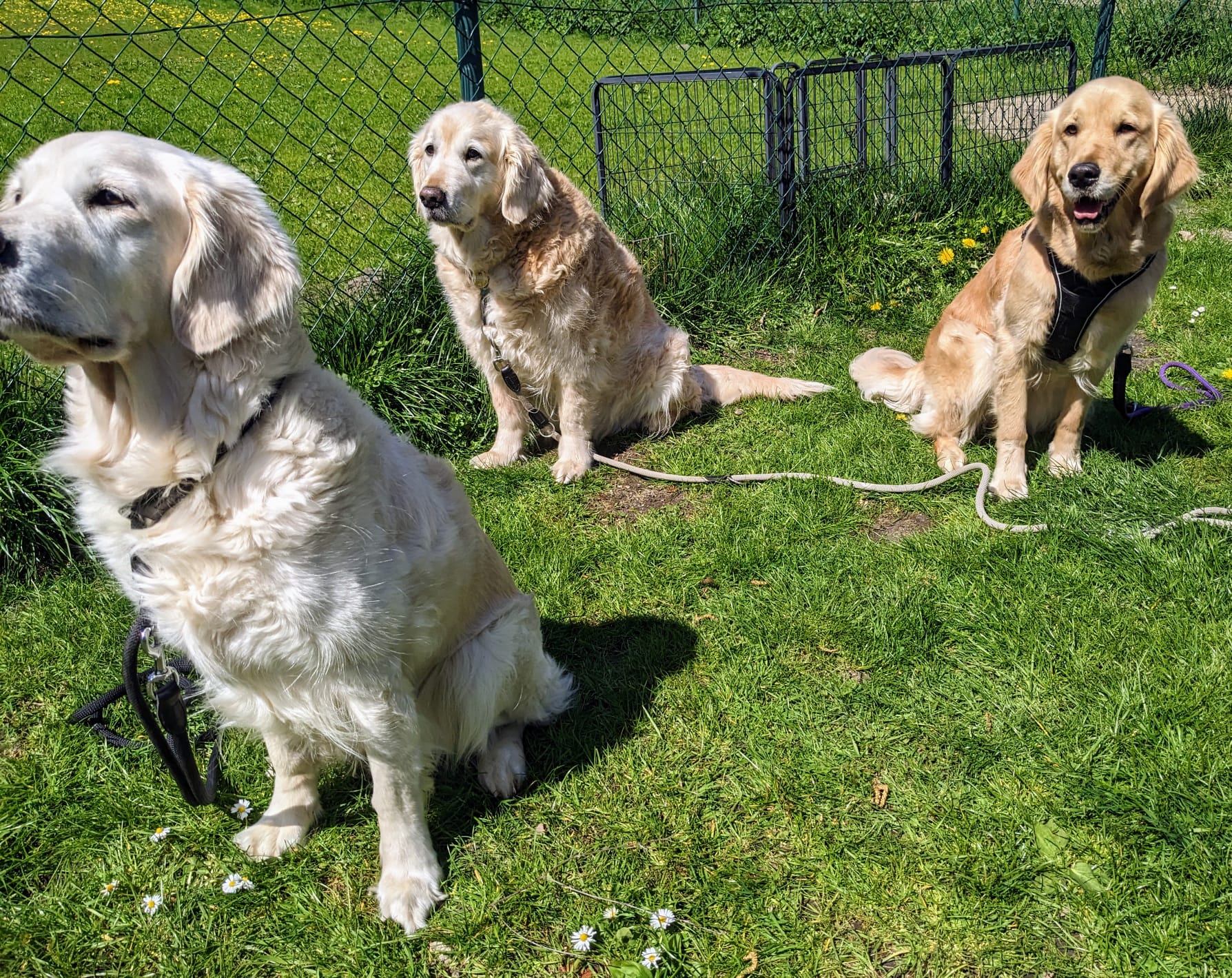 Golden-Retriever-Bremen
