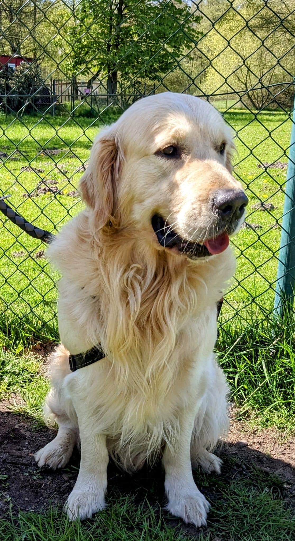 Golden-Retriever-Bremen