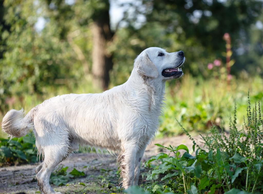 Golden-Retriever-Bremen