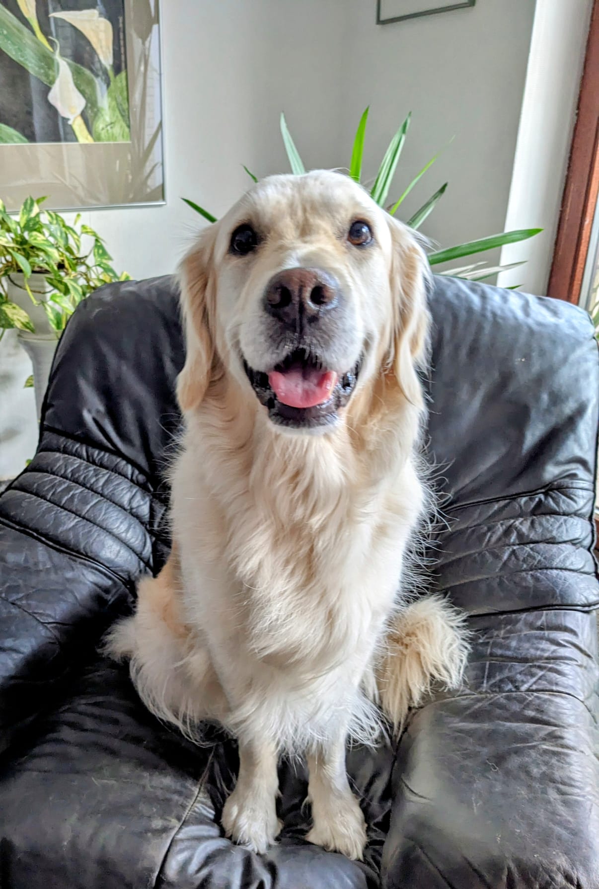 Golden-Retriever-Bremen