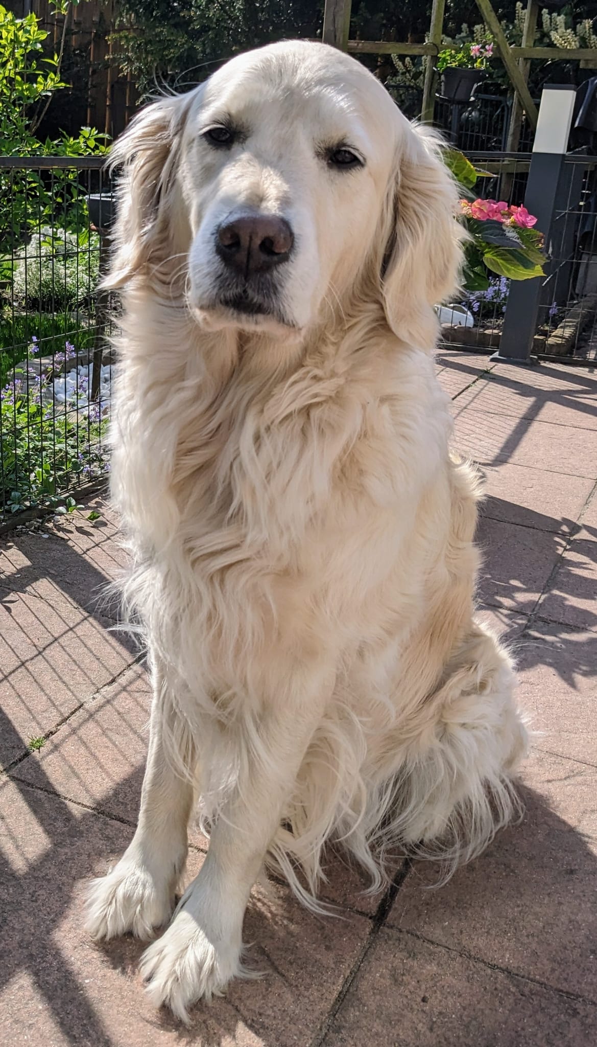 Golden-Retriever-Bremen