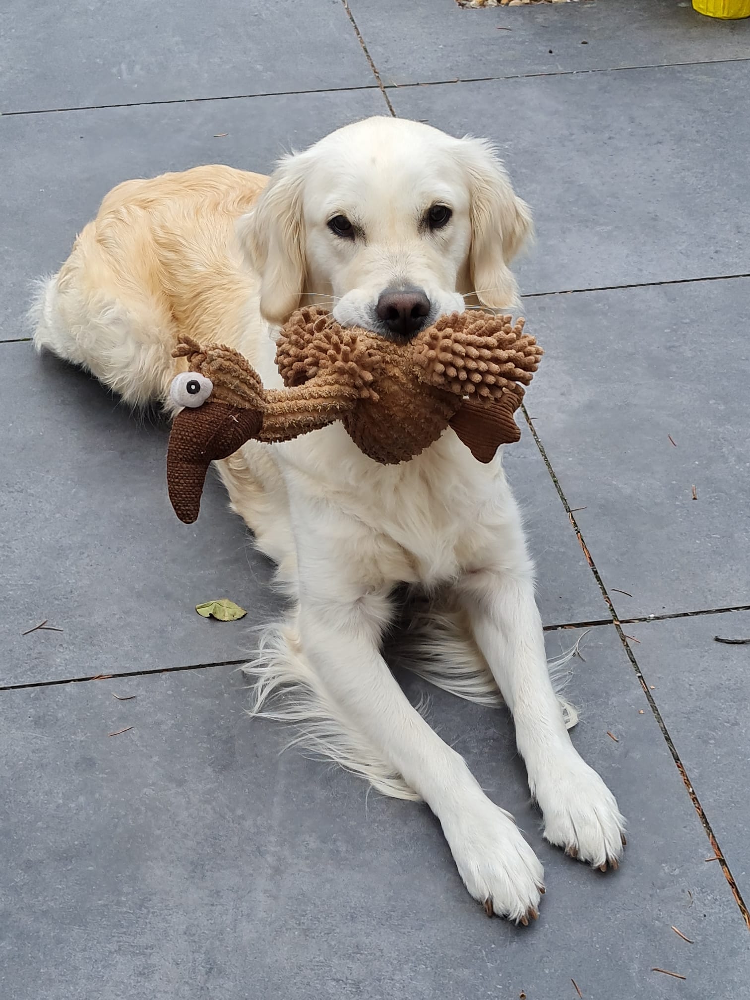 Golden-Retriever-Bremen