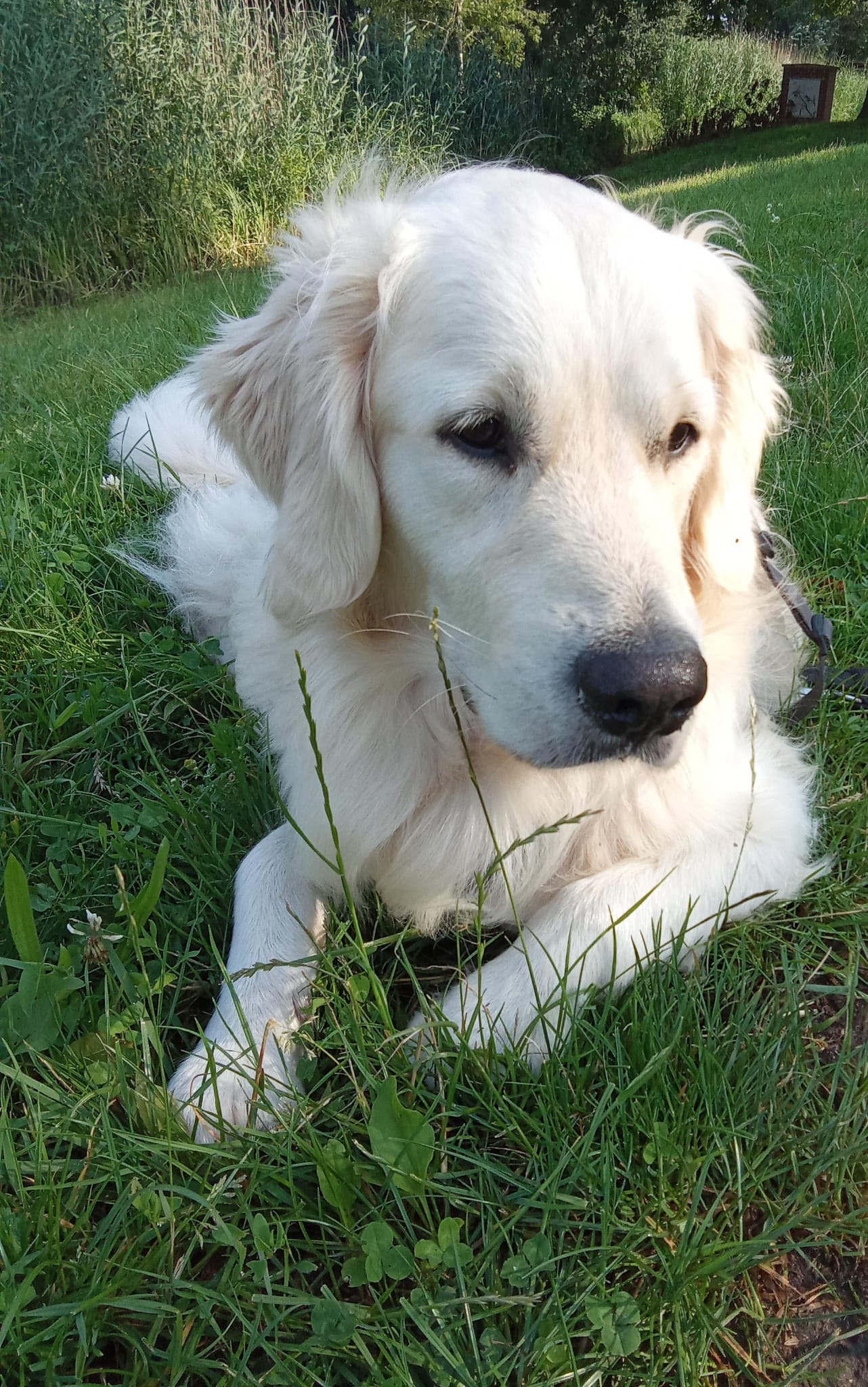 Golden-Retriever-Bremen