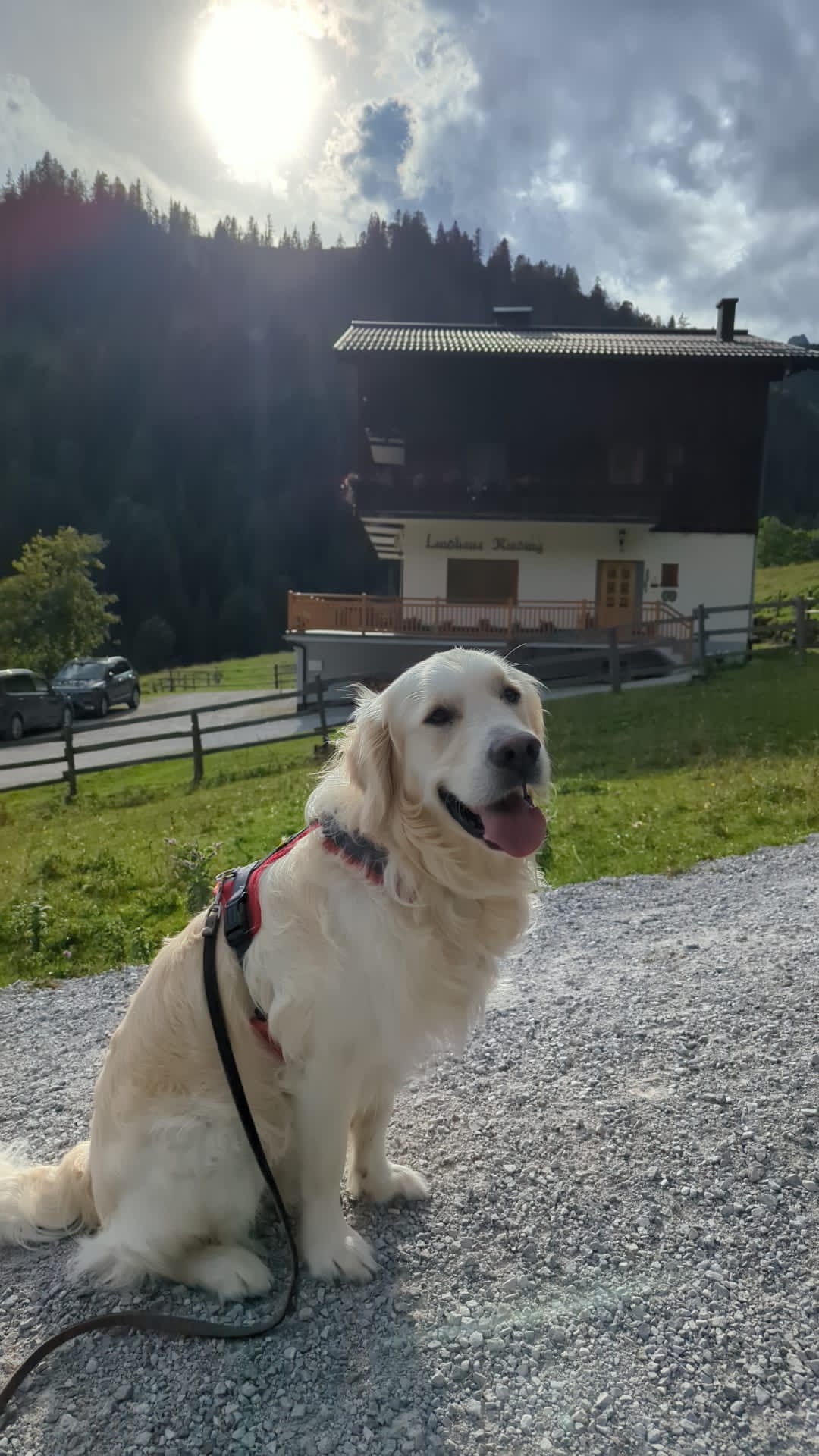 Golden-Retriever-Bremen