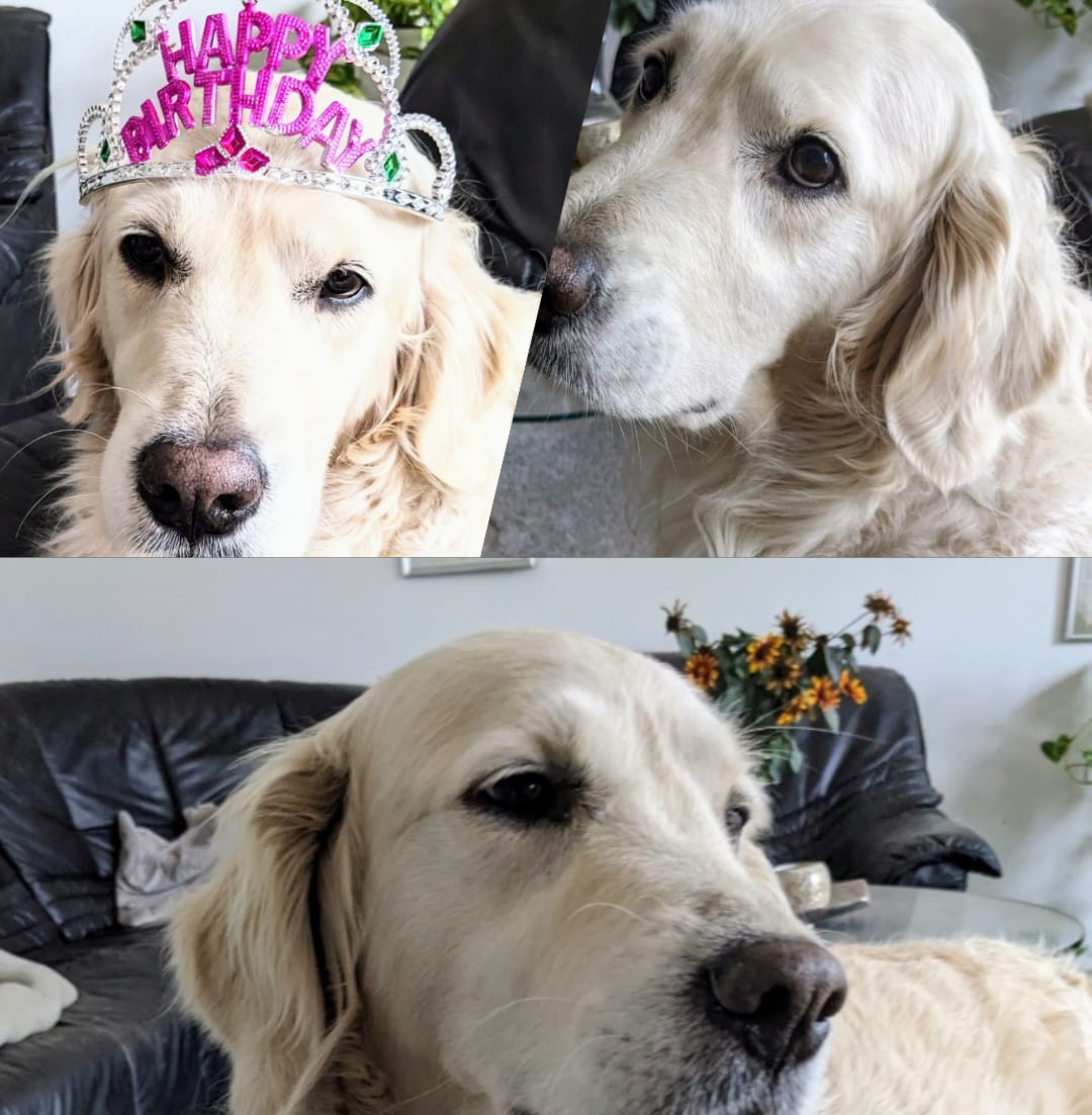 Golden-Retriever-Bremen