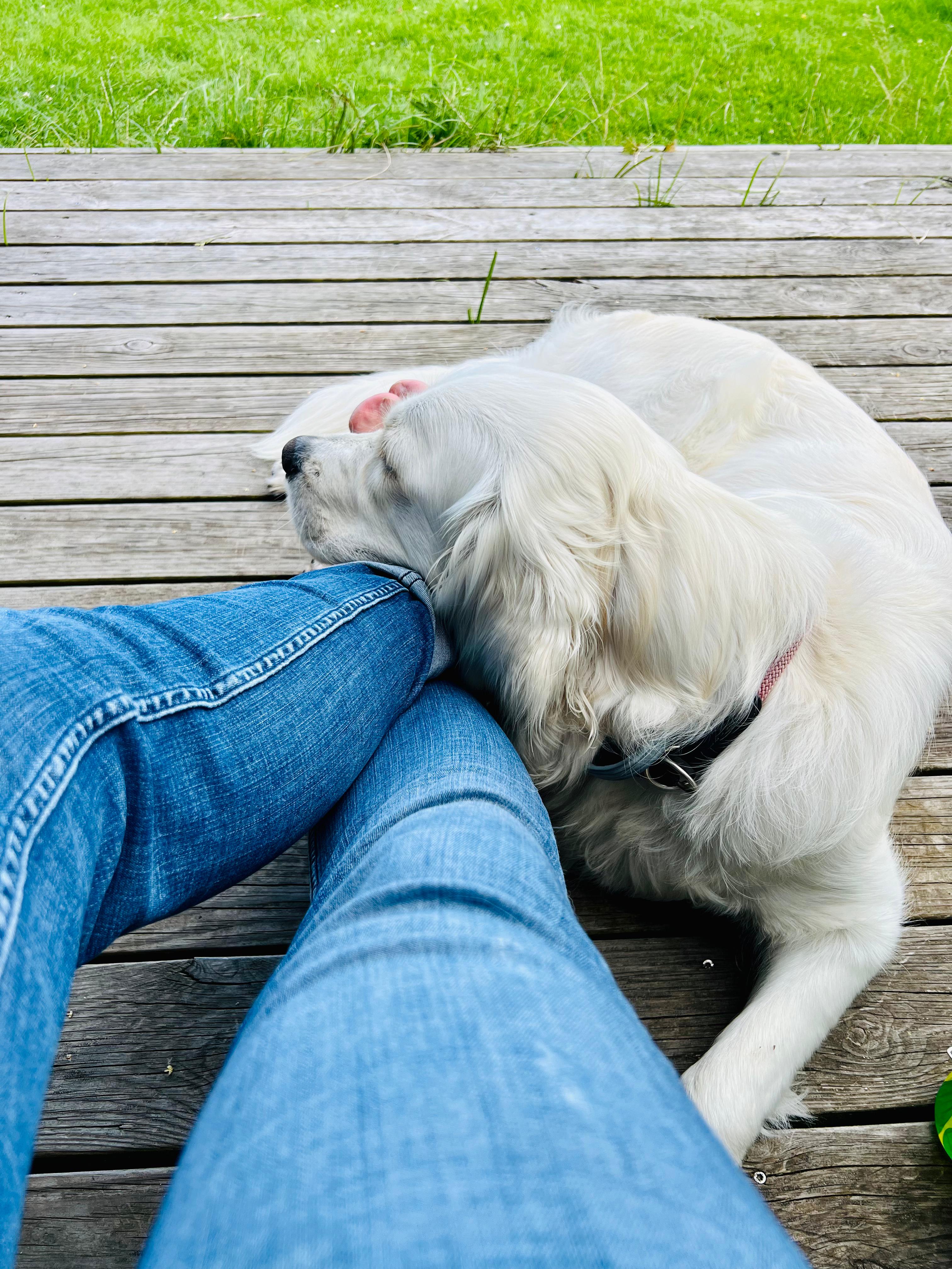 Golden-Retriever-Bremen