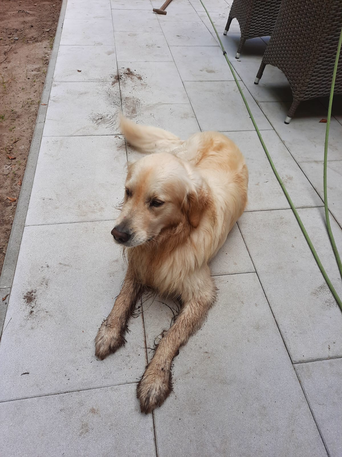 Golden-Retriever-Bremen