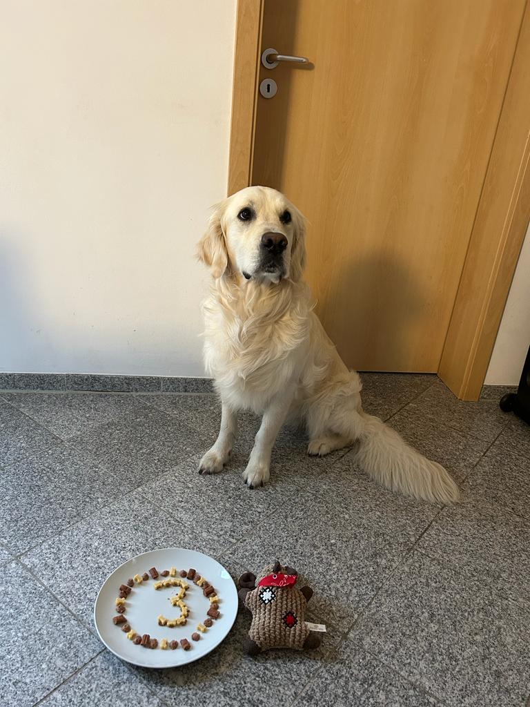 Golden-Retriever-Bremen