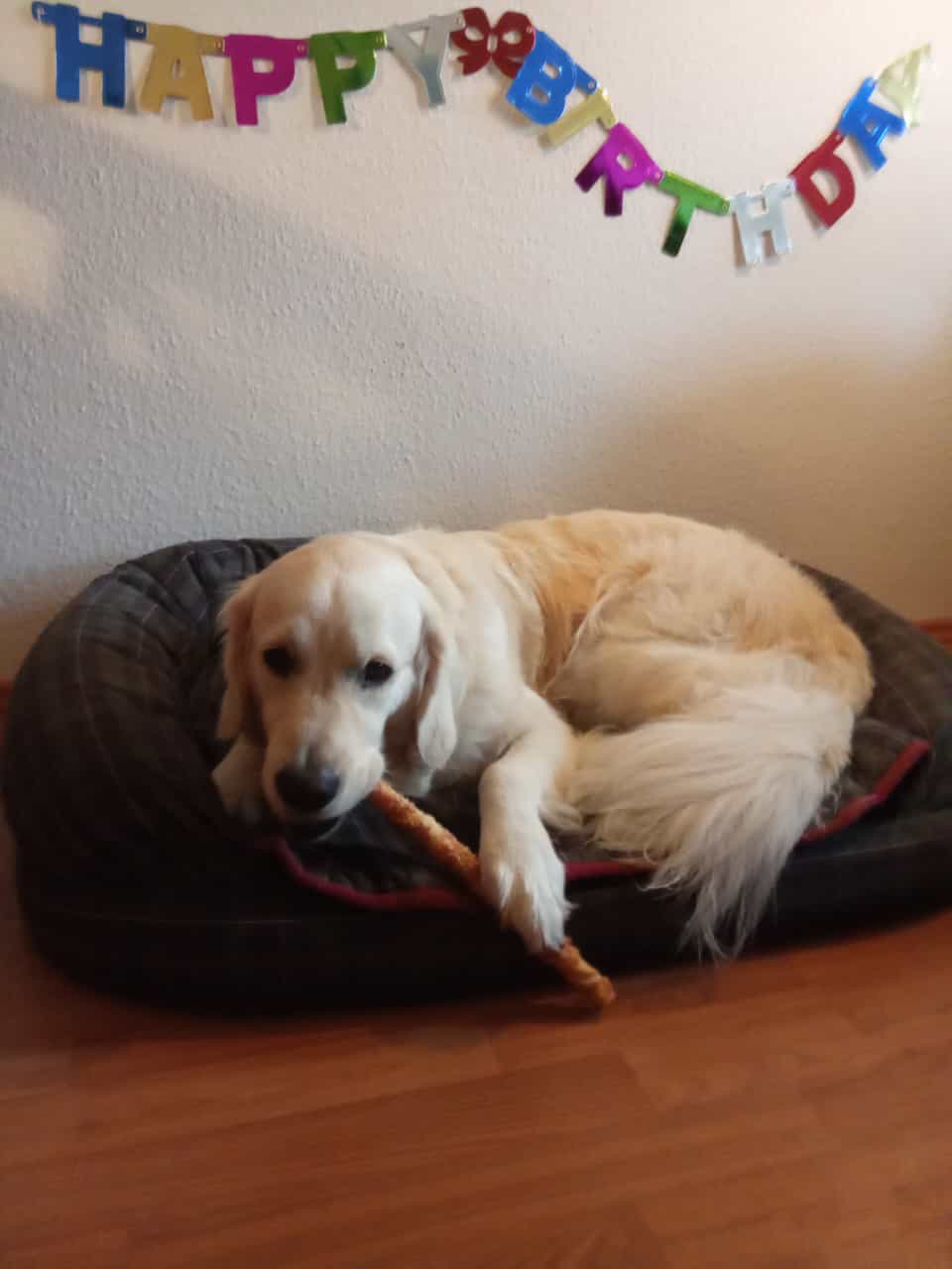 Golden-Retriever-Bremen