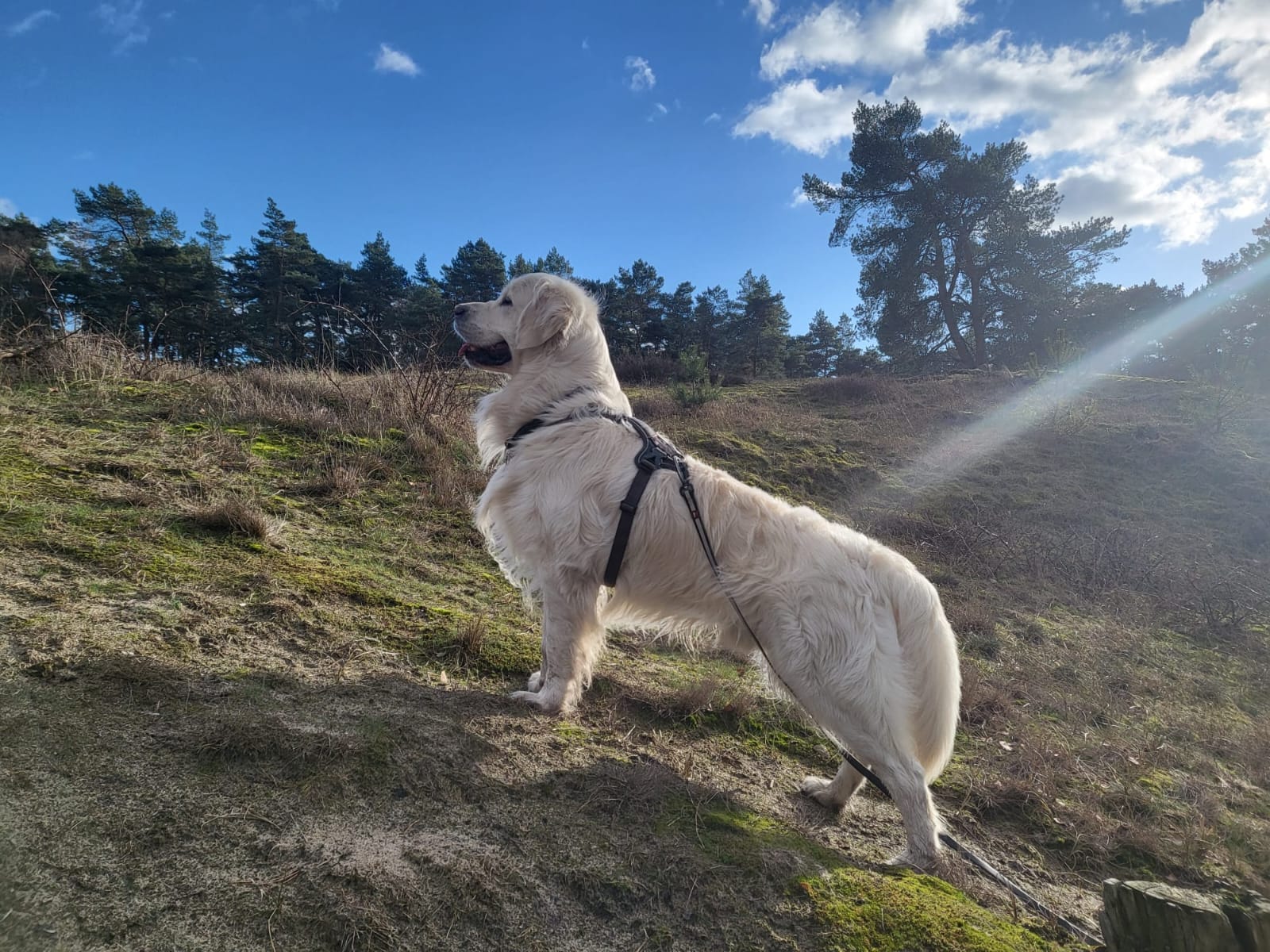 Golden-Retriever-Bremen