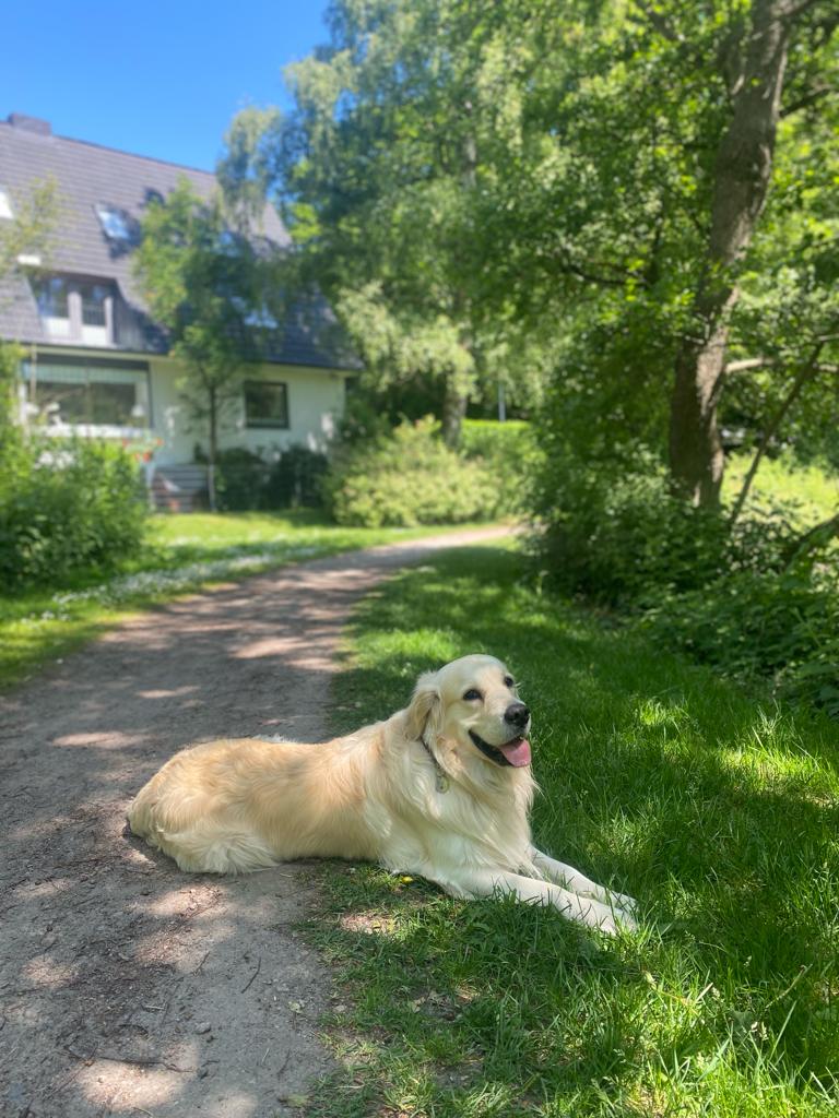Golden-Retriever-Bremen
