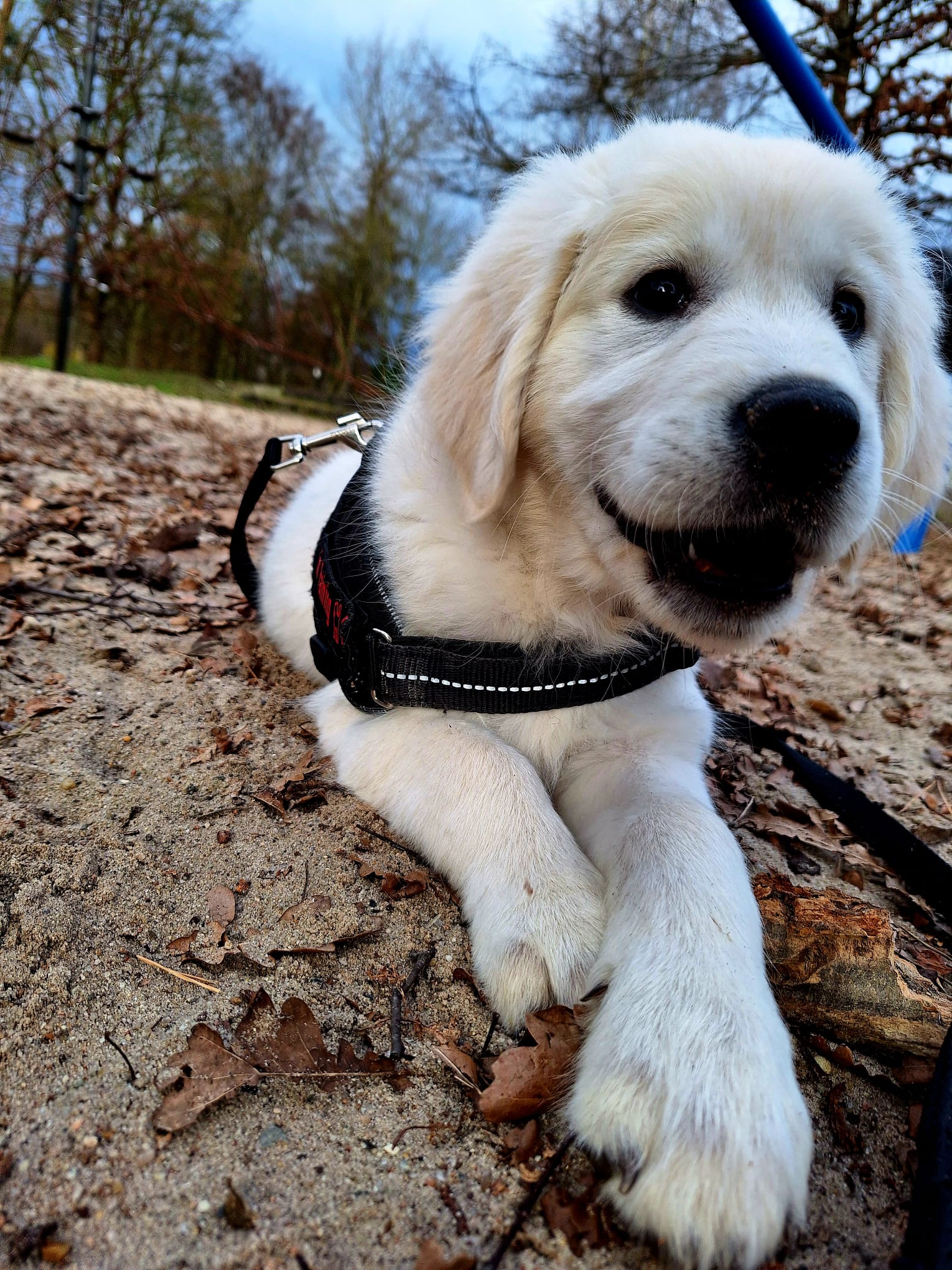 Golden-Retriever-Bremen