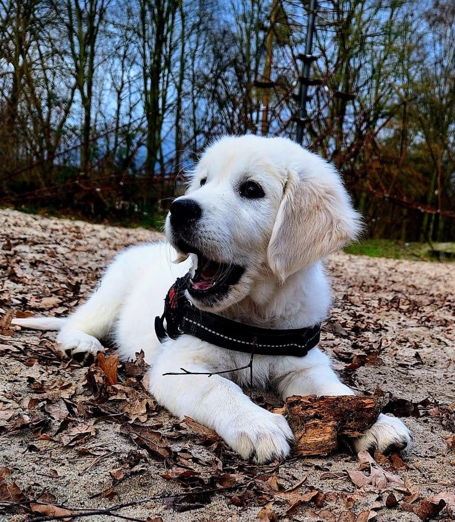 Golden-Retriever-Bremen
