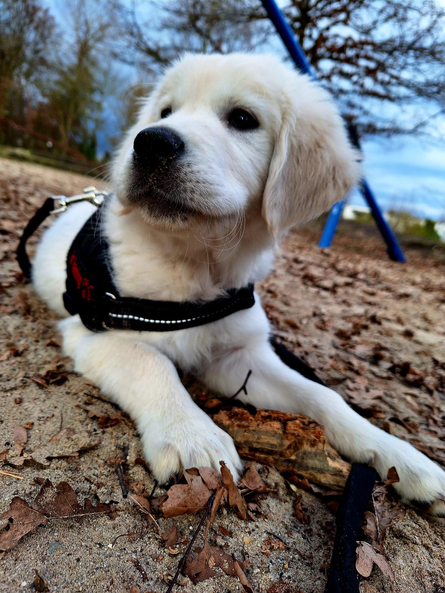 Golden-Retriever-Bremen
