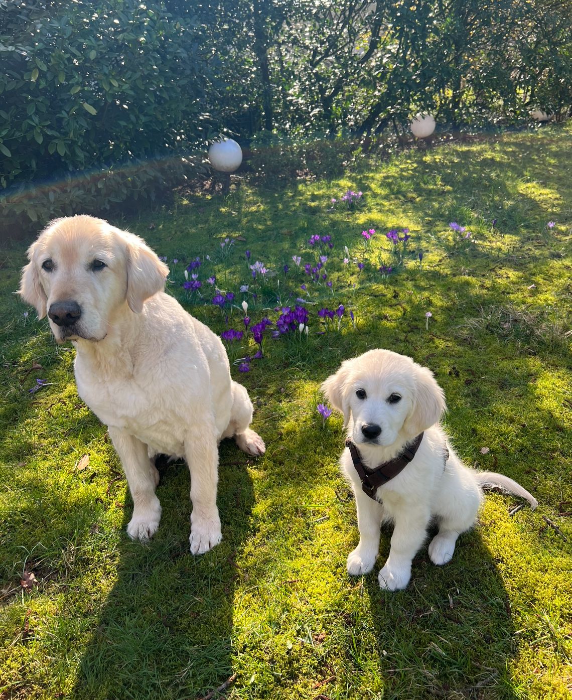 Golden-Retriever-Bremen