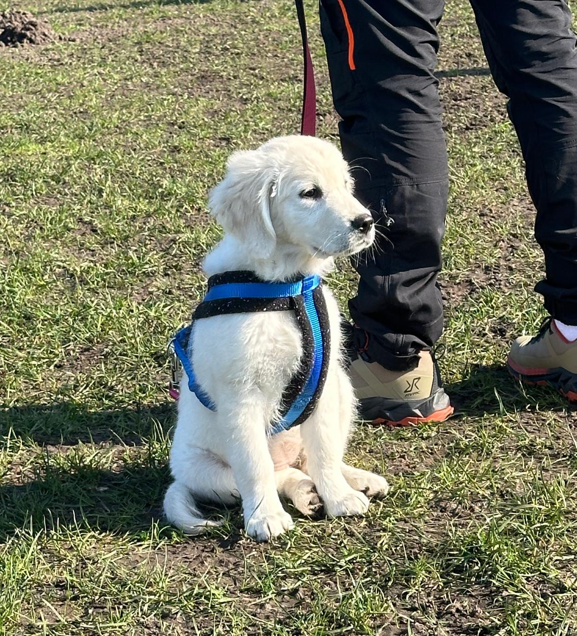 Golden-Retriever-Bremen