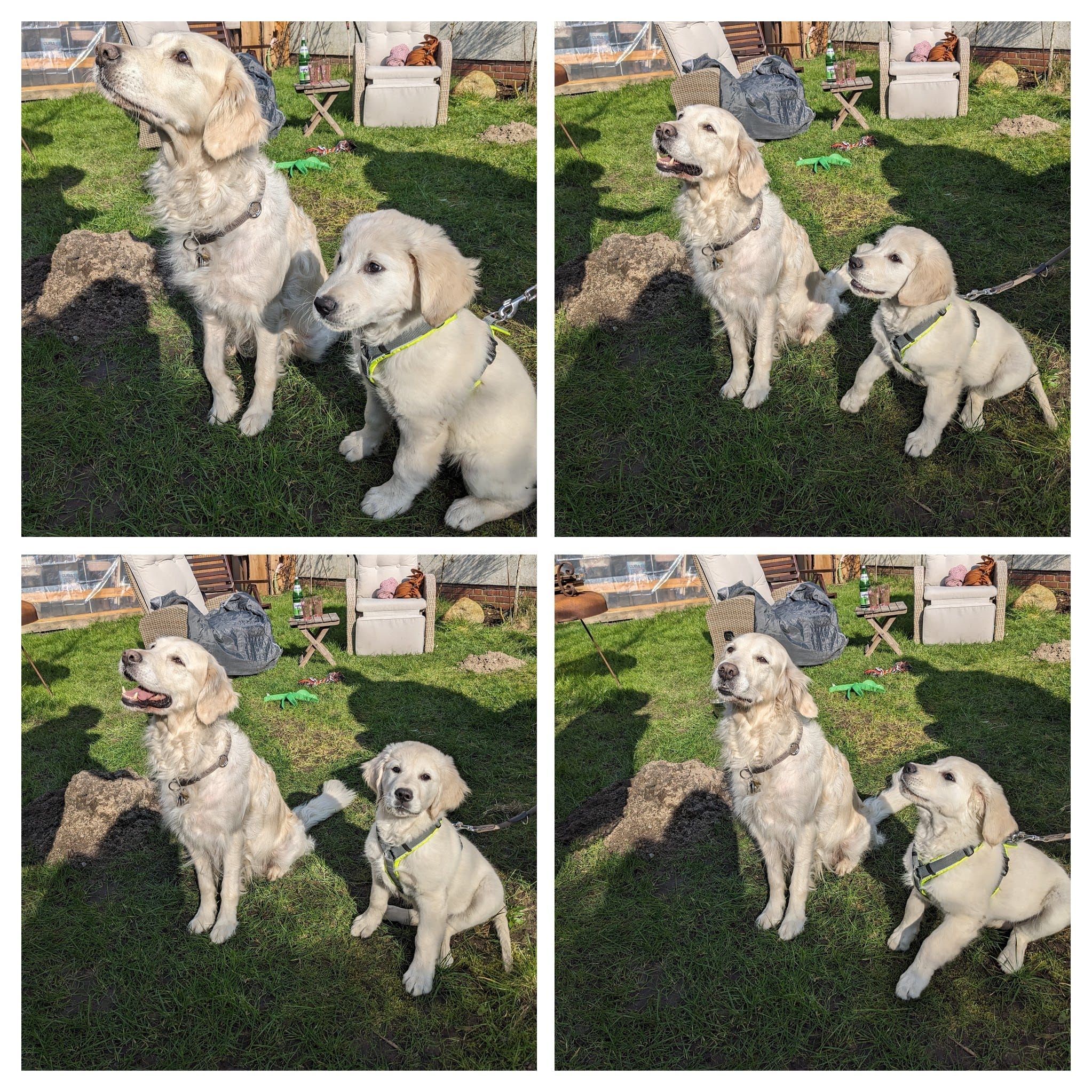 Golden-Retriever-Bremen