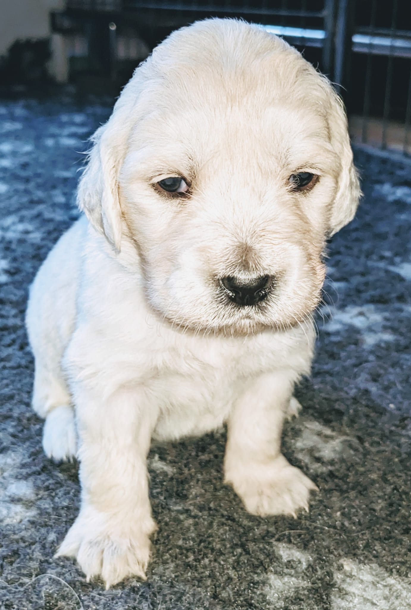 Golden-Retriever-Bremen