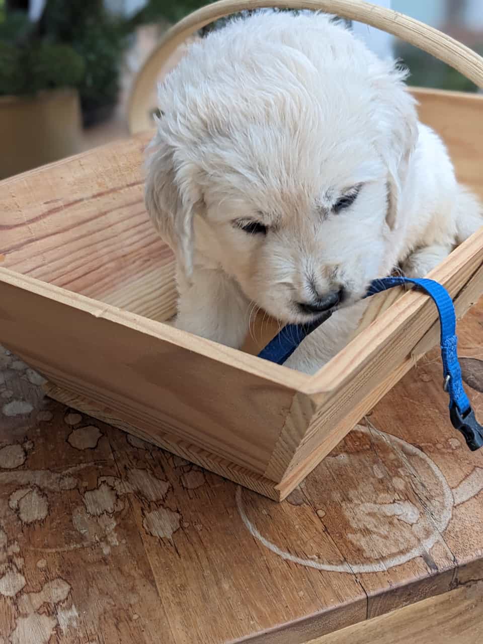 Golden-Retriever-Bremen